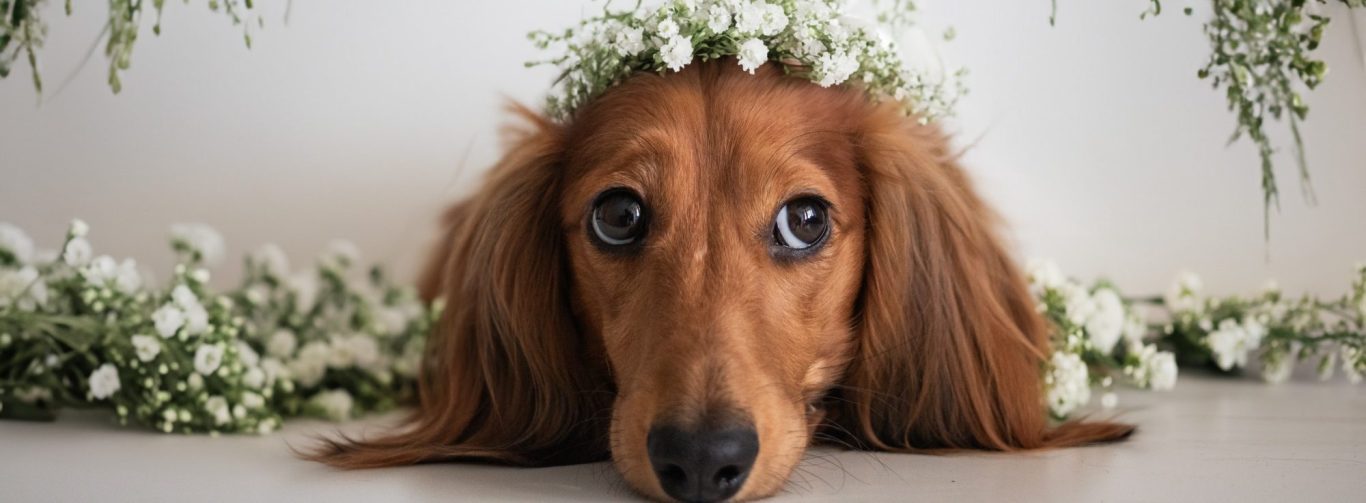 Happy dog with a flower crown resting on a floral backdrop.